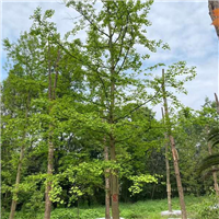 宿州银杏树