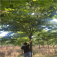 砀山银杏小苗基地
