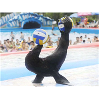 海狮表演租赁
