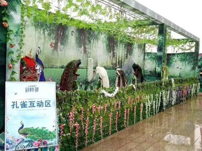 百鸟展租赁