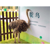 哪有萌宠动物租赁