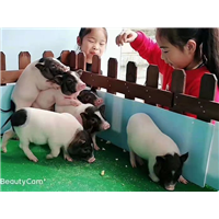 萌宠展览租赁