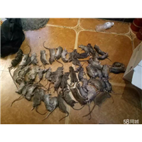 商丘灭鼠7