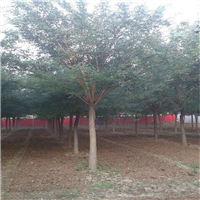国槐基地