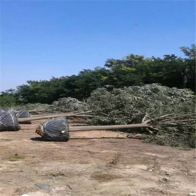 待装车的国槐树苗