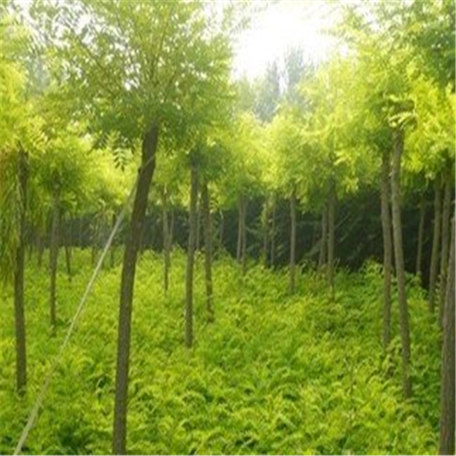 河北金叶槐基地