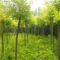 河北金叶槐基地