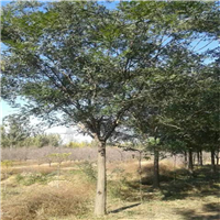 国槐基地