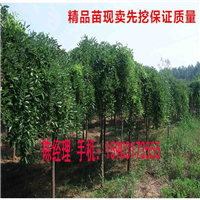 国槐苗现场开挖