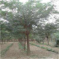 国槐基地