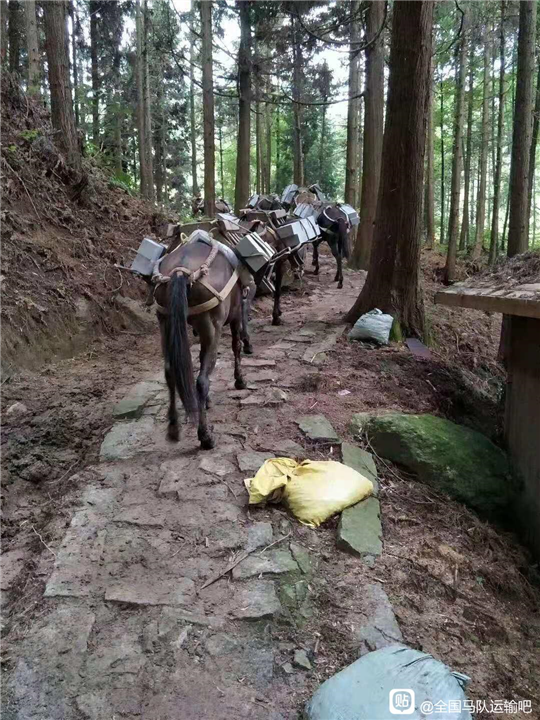 贵州马帮运输