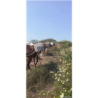 如何选择骡子运输材料上山