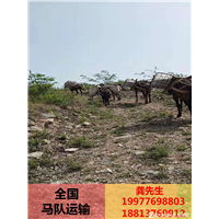 骡马驮运