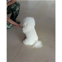 昆明宠物寄养