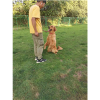 昆明训犬基地