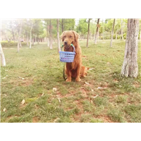 昆明训犬