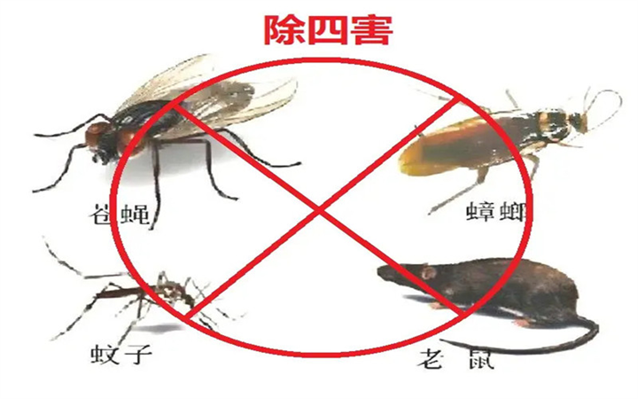 南昌澹泊环保除四害，除虫除蚁