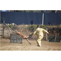 曲靖训犬基地，曲靖宠物犬训练基地