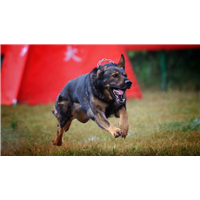 楚雄训犬基地介绍狗狗寿命可以有多长