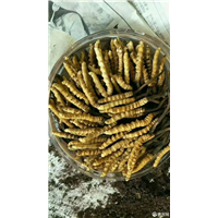 重庆虫草回收