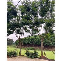 乐山蓝花楹供应