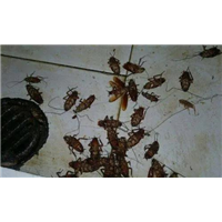 河南除四害我们如何有效减少四