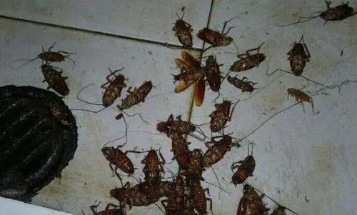 河南除四害我们如何有效减少四害对我们的侵害