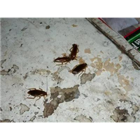 郑州灭鼠专业灭蟑螂