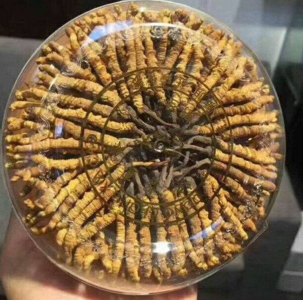 高明回收冬虫夏草市场价是多少-哪里回收冬虫夏草