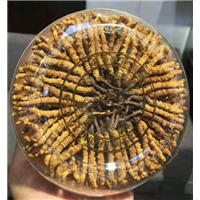 禅城回收冬虫夏草,大量回收冬虫夏草,回收3500条冬虫夏草