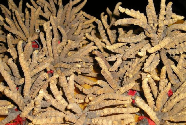 南海回收冬虫夏草,大量回收虫草,回收3800条冬虫夏草多少钱