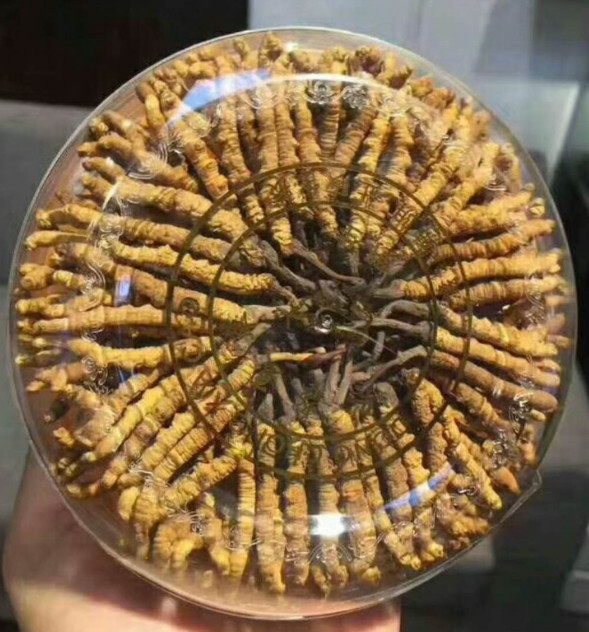 禅城回收冬虫夏草,大量回收冬虫夏草,回收3500条冬虫夏草