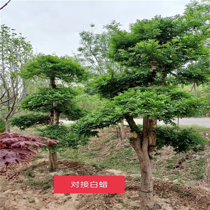 白蜡