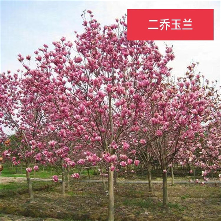 玉兰
