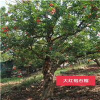 大红袍石榴