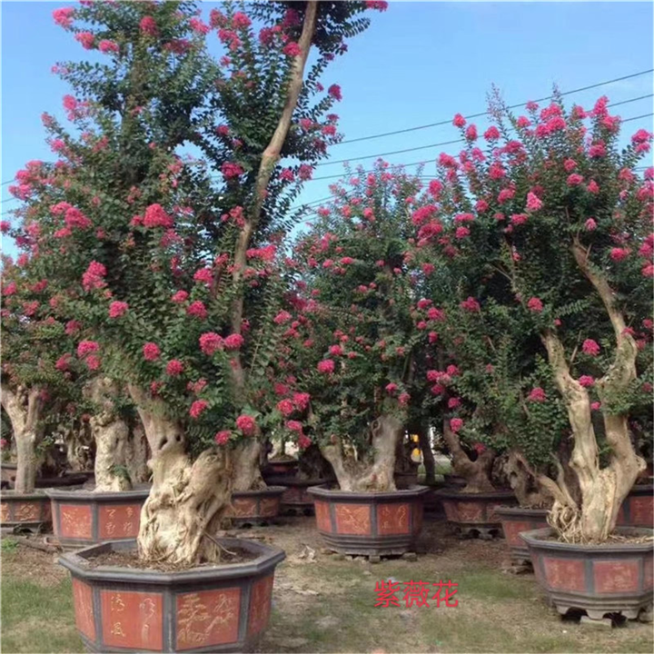 紫薇花