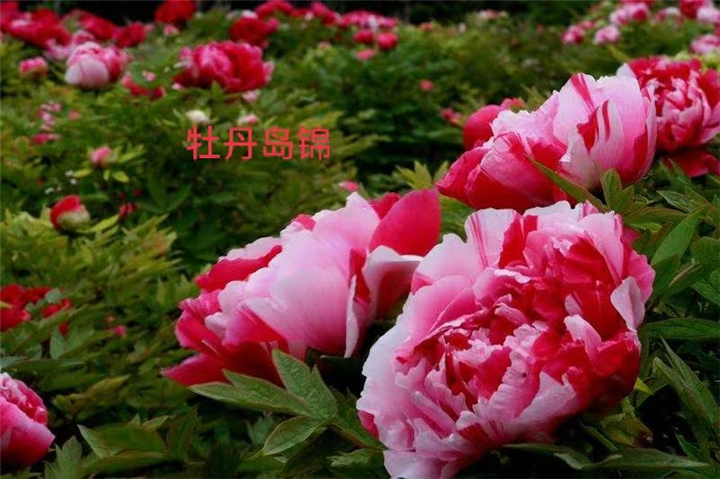 牡丹岛锦