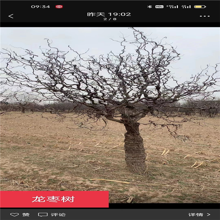 龙枣树
