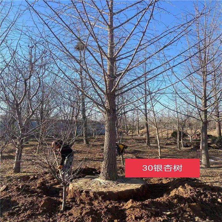 银杏树