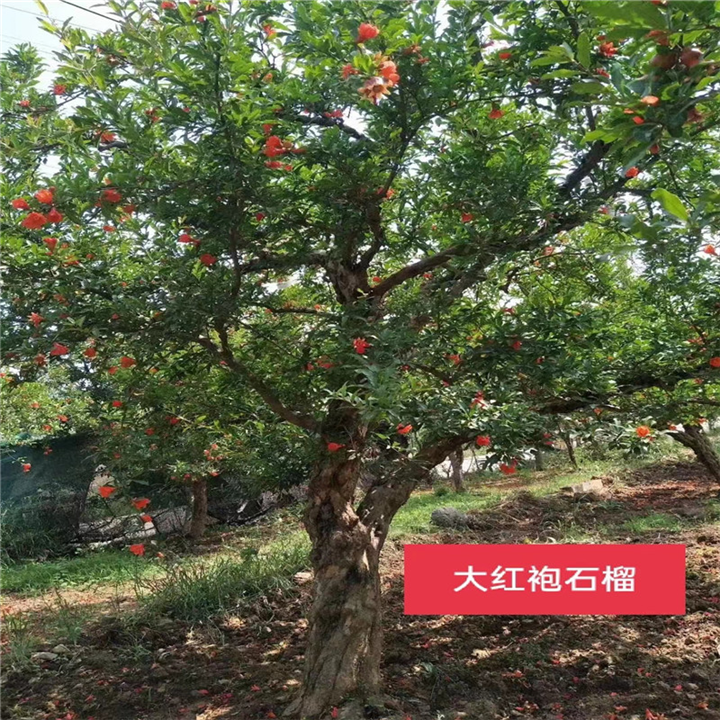 大红袍石榴