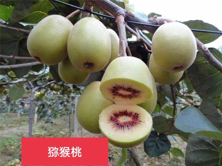 北京果树基地