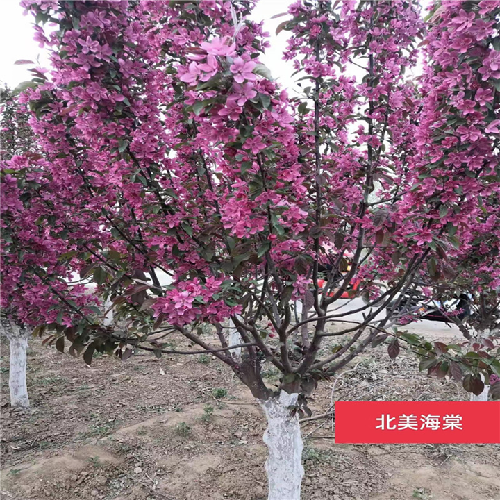 北美海棠