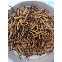 泉州烟酒回收：冬虫夏草泡酒配方