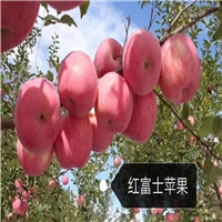 北京苹果树产量的影响因素分析