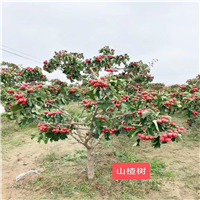 北京果树苗怎么选购