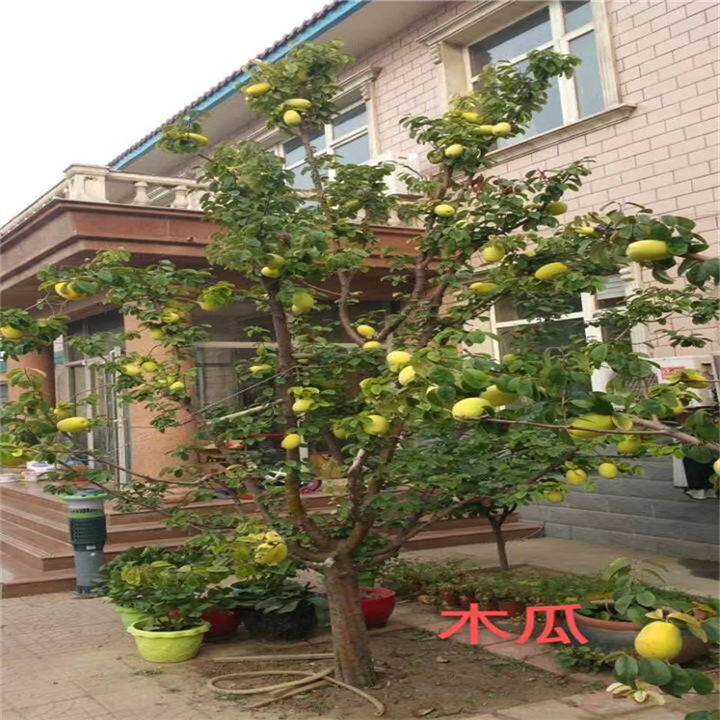 北京庭院绿化要注意什么