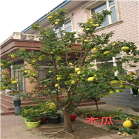 北京庭院绿化要注意什么
