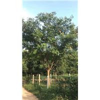 山东各种规格合欢供应