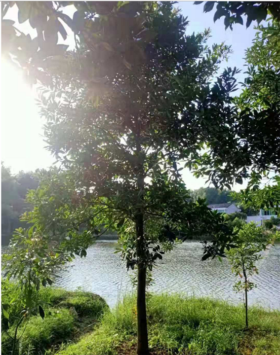 湖南杜英供应