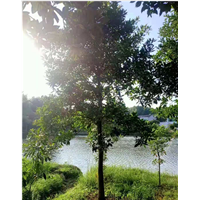湖南杜英供应